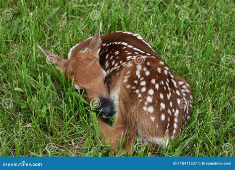 Baby deer stock image. Image of grass, fawn, sweet, laying - 118411327