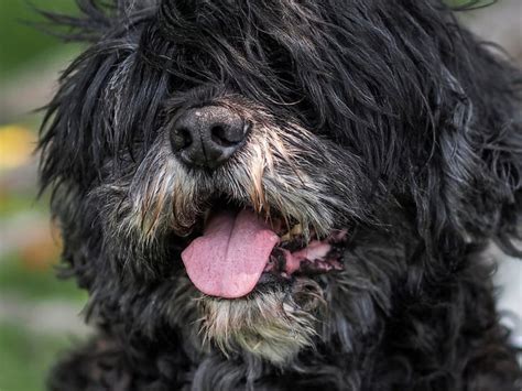 The Black Maltese isn't Technically a True Breed > Puppy Toob