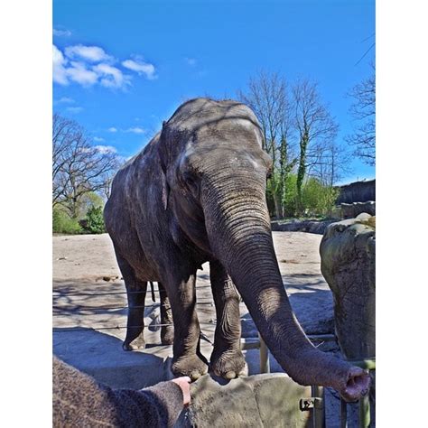 Proboscidea Elephant Pachyderm Zoo Animal-20 Inch By 30 Inch Laminated ...