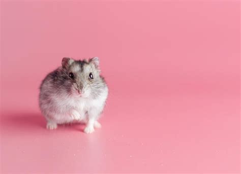 Dwarf Hamster Care Sheet | PetMD