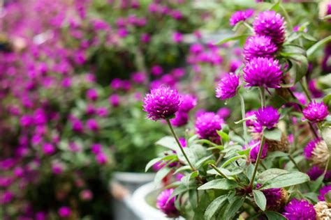 Gomphrena – A to Z Flowers