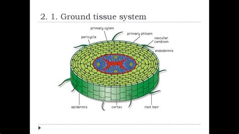 Ground Tissue Diagram