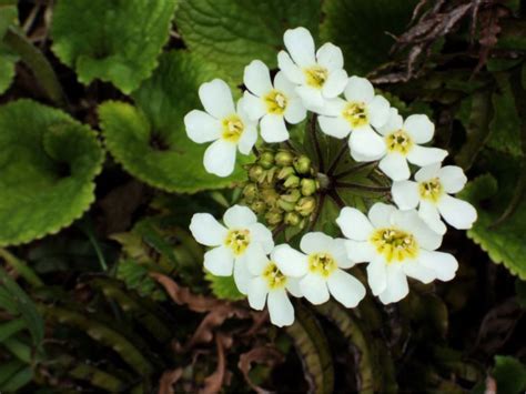 5 White Native Flowers In New Zealand - New Zealand Nature Guy