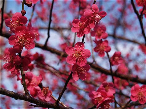 Japanese Plum Blossoms Herald the Coming of Spring « Samurai Dave: The ...