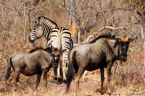 Just Ask Us! We often see Wildebeest and Zebra together, and there are ...