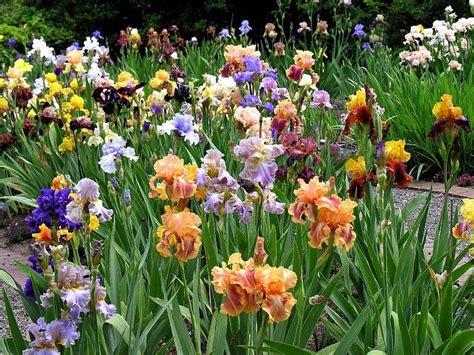 Iris garden, garden, bonito, colourful, iris, HD wallpaper | Peakpx