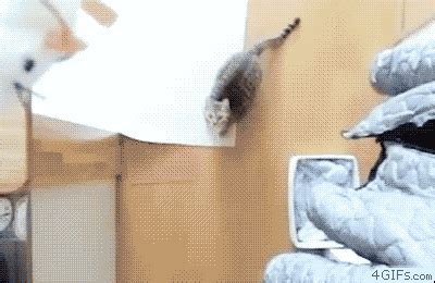 Slow Motion Cat GIF - Find & Share on GIPHY