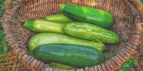 Harvesting Zucchini: How to go About the Process