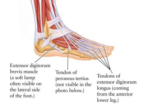 Diagram Foot Tendons