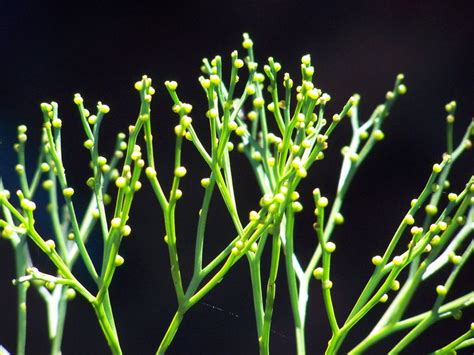 Psilotum nudum ~ Detailed Information | Photos | Videos