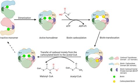 Acetyl Coa Structure