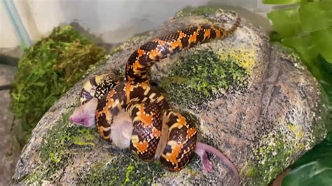 Feeding my kingsnake - YouTube