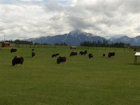 Dan's Alaska Blog: Musk Ox Farm: Palmer, Alaska