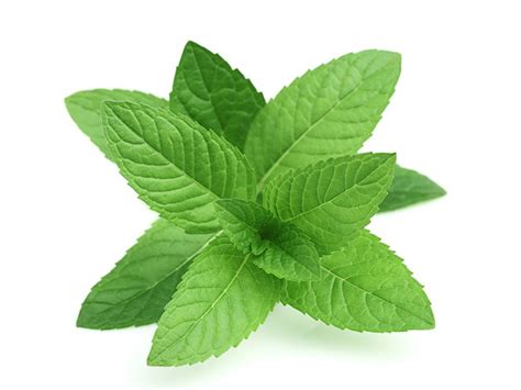 Peppermint Leaf Essential Oil – G.B. Proudfoot's