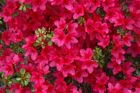 No Home Is Complete Without Evergreen Shrubs for Year-Round Beauty ...