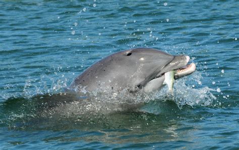 Bottlenose Dolphin Prey