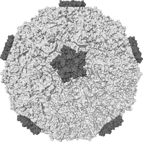 Rhinovirus - wikidoc