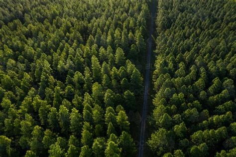 Image of Aerial image of a pine tree plantation forest - Austockphoto