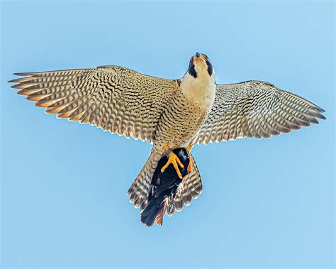 Peregrine Falcon In Flight #9 Photograph by Morris Finkelstein - Pixels