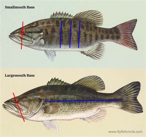 What is the difference between smallmouth and largemouth bass • FlyFish ...