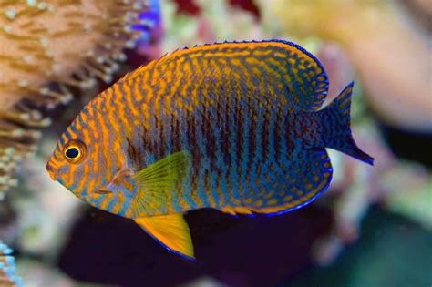 27 Most Popular Types of Saltwater Angelfish