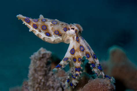 Fact File: Blue-ringed octopus (Hapalochlaena maculosa) - Australian ...