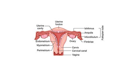 What is the function of oviduct and ovary?