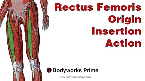 Rectus Femoris Anatomy: Origin, Insertion & Action - YouTube