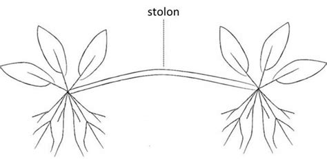 Stolon | Invasive plant species in Portugal