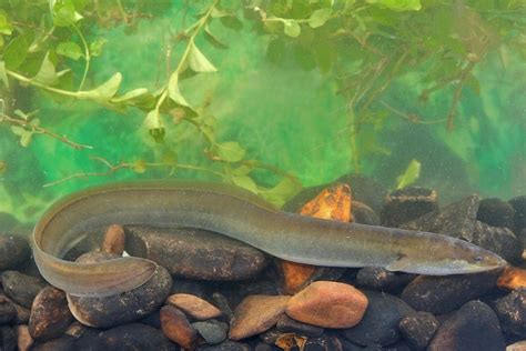 Freshwater Eels: Care Guide, Facts, Varieties, Lifespan & More | Hepper