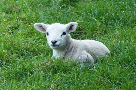 Managing The Newborn Lamb - XLVets Ireland