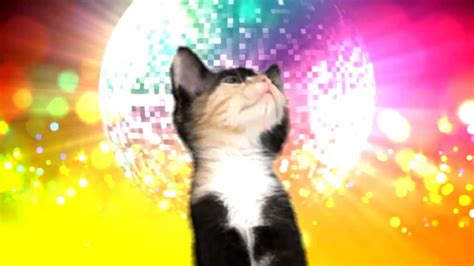 Kittens a Go-Go: Cat Dance Party - YouTube