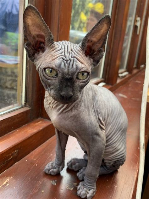 Sphynx Cats For Sale | Billings, MT #296848 | Petzlover