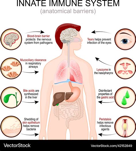 Innate immune system anatomical barriers Vector Image