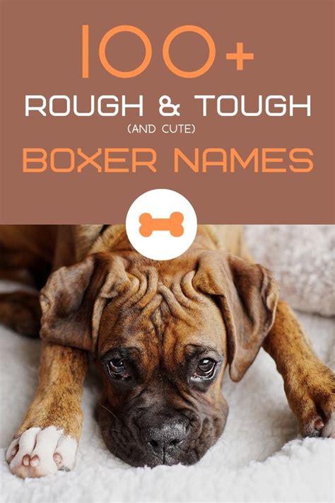 100+ Rough and Tough Boxer Dog Names (From Jax to Sasquatch) - PetHelpful