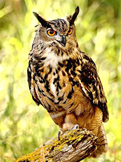 Eurasian Eagle Owl Photograph by Amy McDaniel - Fine Art America