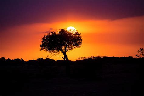 Masai Mara Sunrise Photograph by David Morefield - Fine Art America