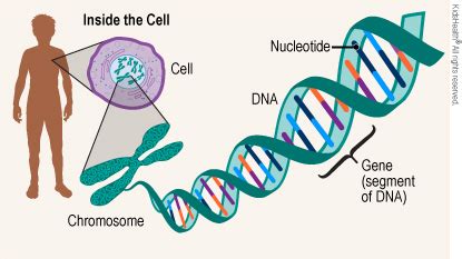 Gene Changes (Mutations) (for Parents) - Primary Children's Hospital