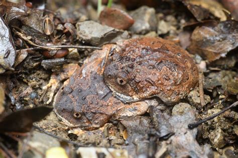 Striped spadefoot frog (Glyphoglossus guttulatus)