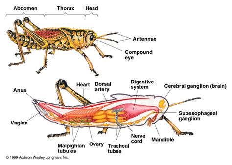 Arthropoda - meddic