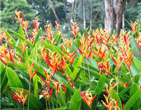 Heliconia