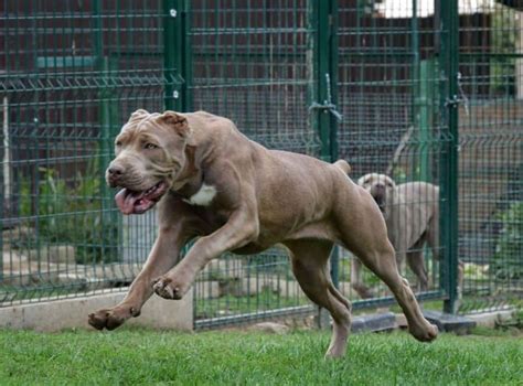 Get To Know The American Bandogge (AKA Bandog): A Regal Beast - Animalso