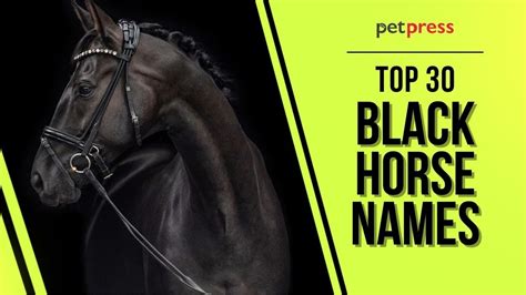 Top 30 Most Popular Black Horse Names - YouTube