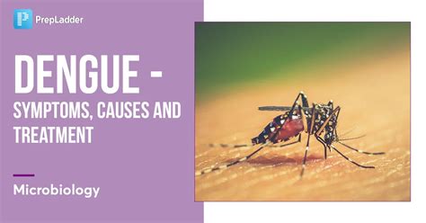 Dengue Hemorrhagic Syndrome Symptoms, Causes, Treatment & More