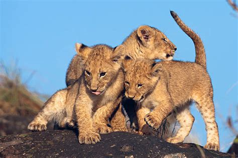 Royalty Free Lion Cubs Playing Pictures, Images and Stock Photos - iStock