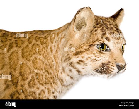 A puma leopard hybrid Stock Photo - Alamy