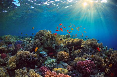 Fonds d'ecran Monde sous-marin Corail Poisson Rayons de lumière Nature ...