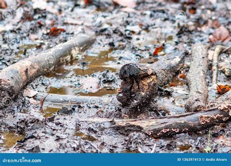 Muddy Ground Filled with Tree Branches Stock Image - Image of grey ...