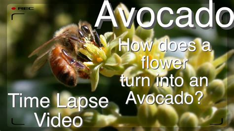 Forum: Grafted Avocado Tree - How does pollination work?