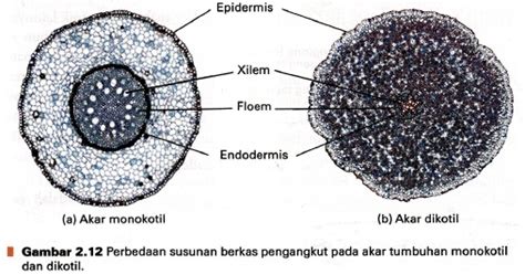 Gambar Struktur Daun Monokotil – pulp